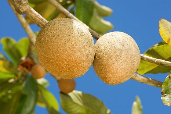 ����� ���� Mamey