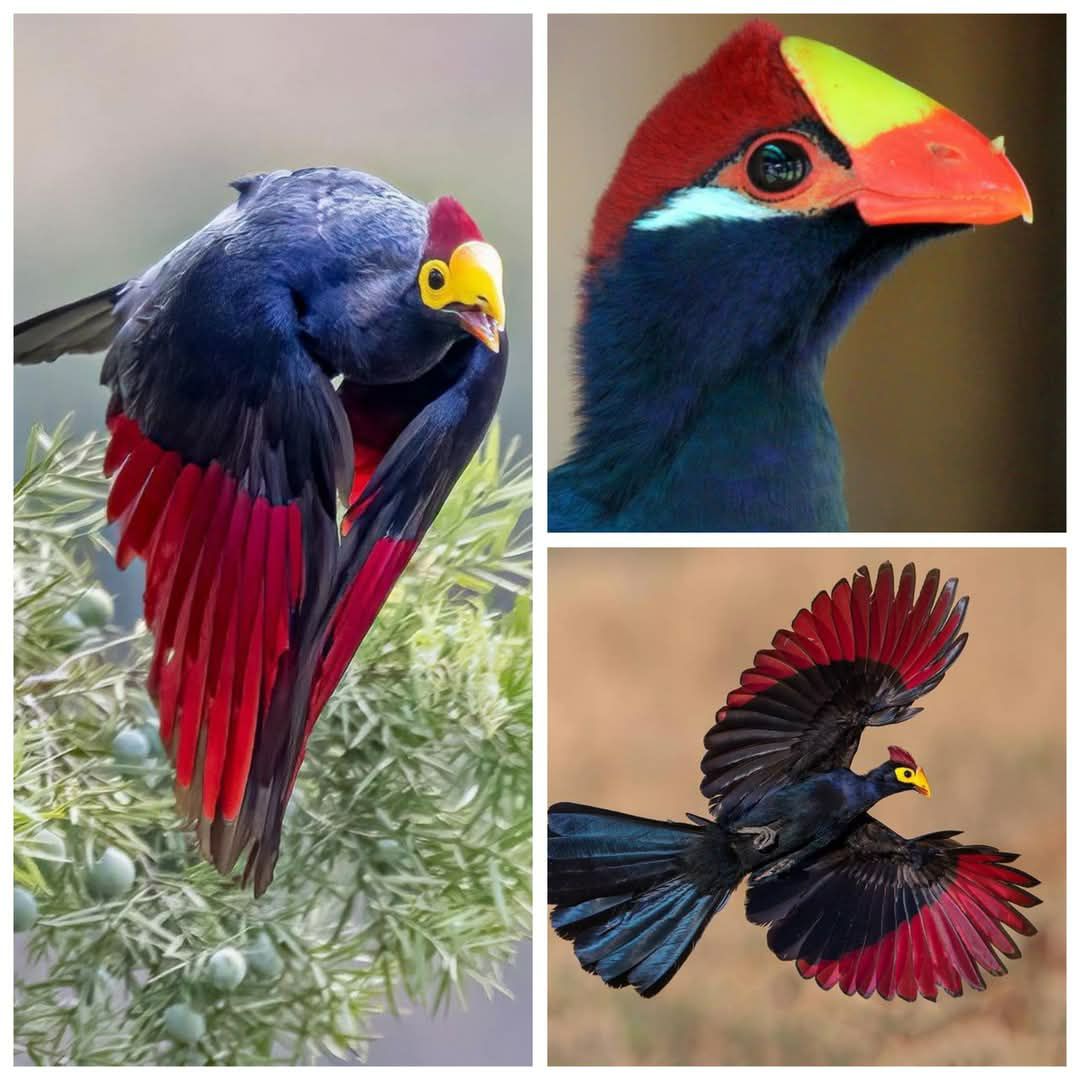 ���� ������� ���Tauraco rossae